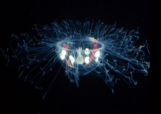 By the Jelly's Red Glare