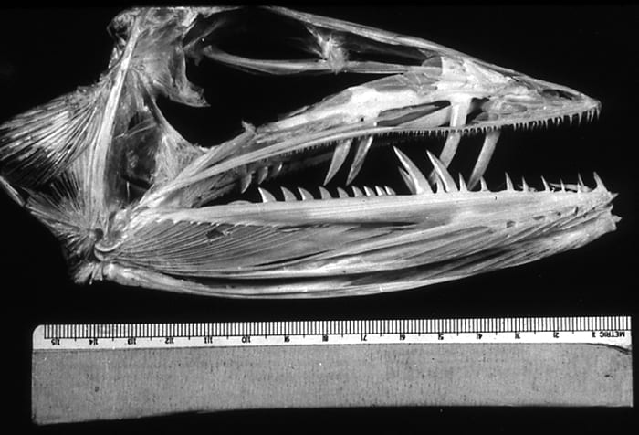 Fearsome Fish