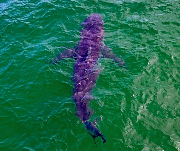 Sharks on Cape Cod