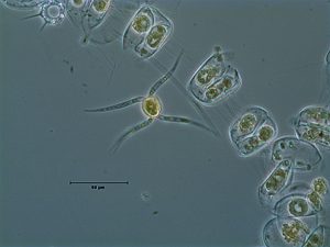 Chaetocerosand Thalassiosira