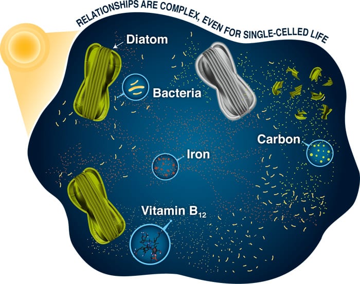 Bacteria and diatoms