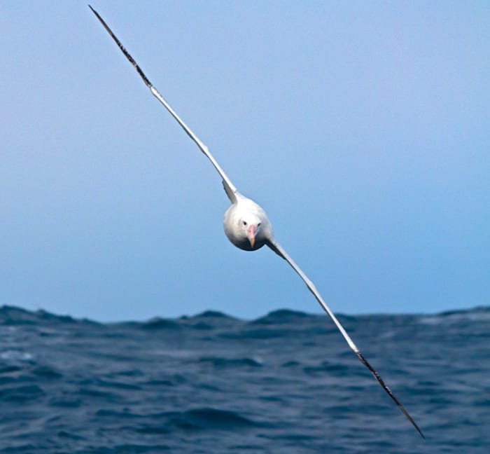 Soaring Over the Bounding Main