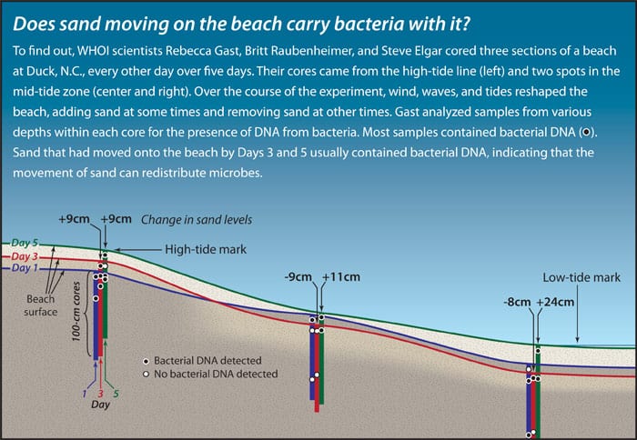 Does sand move bacteria at the beach?