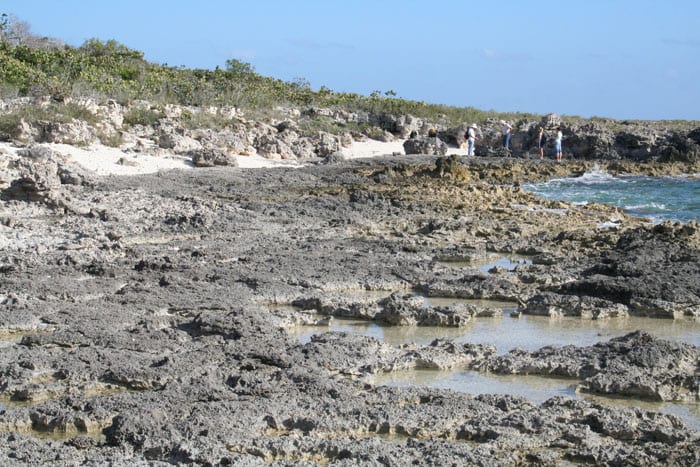 Thompson_coral_300_Great_Inagua_fossil_reefs_174593.jpeg