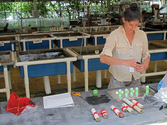 Ocean Acidification's Natural Laboratory