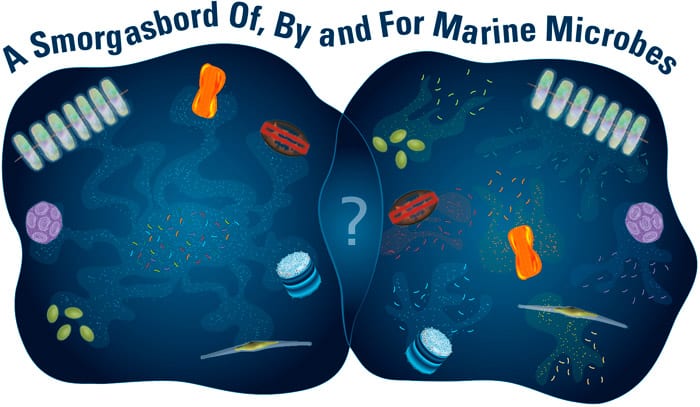 Marine microbe relationships