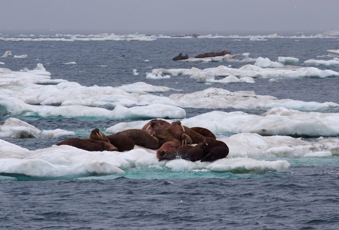 Bering_ice_floes_walrus300_192393.jpeg