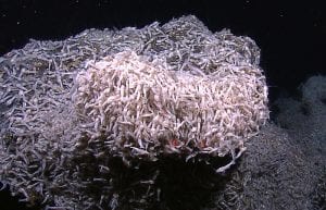 Searching for Life on the Seafloor