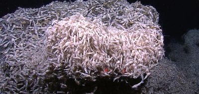 Searching for Life on the Seafloor