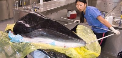Whale Heads and Tales