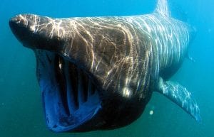 Clues in Shark Vertebrae Reveal Where They've Been