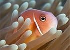coral reef fish