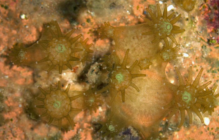 coral_ss10_197633.jpeg