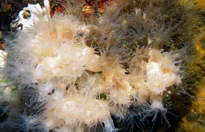 coral_ss11_197596.jpeg