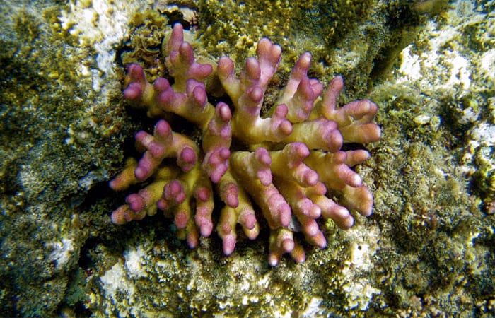 coral_ss15_197756.jpeg