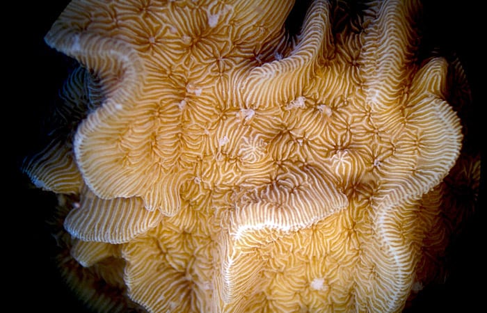 coral_ss4_197457.jpeg