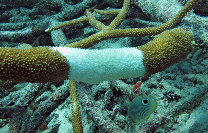 coral_ss5_197459.jpeg