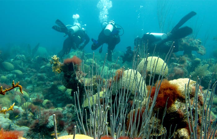 coral_ss7_197399.jpeg