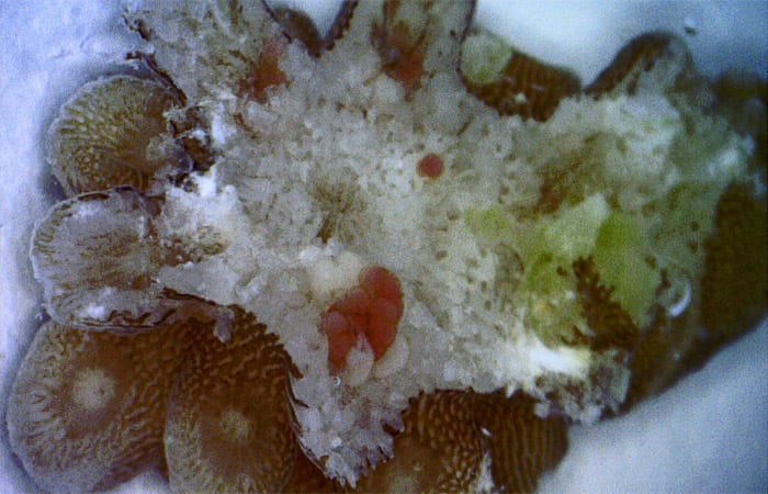 coral_ss9_197493.jpeg