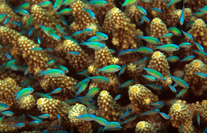 fish_ss10_197494.jpeg