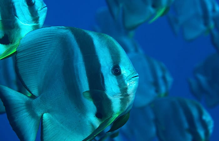 fish_ss3_197418.jpeg