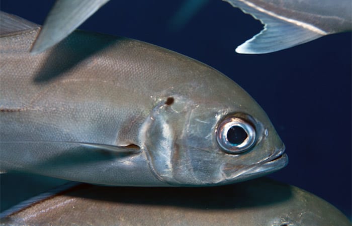 fish_ss5_197395.jpeg