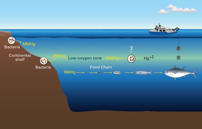 On the Trail of Mercury in the Ocean