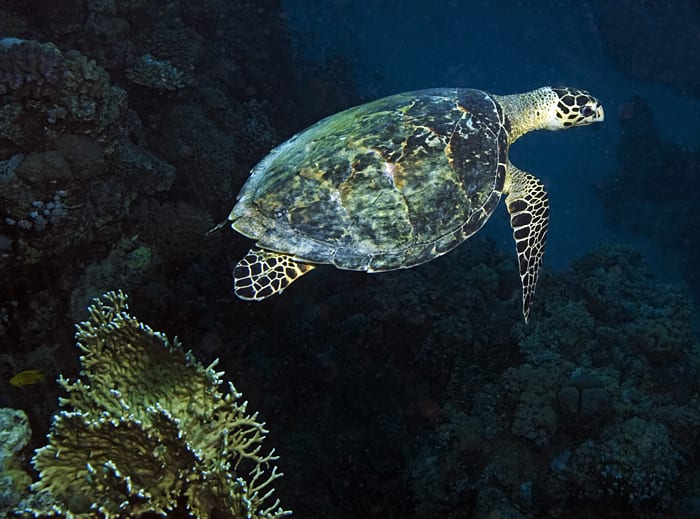 Green Turtle, Red Sea