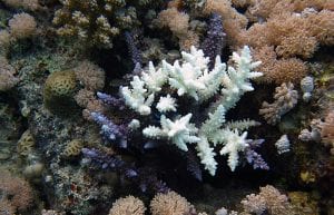 Coral Sanctuaries in a Warming World?