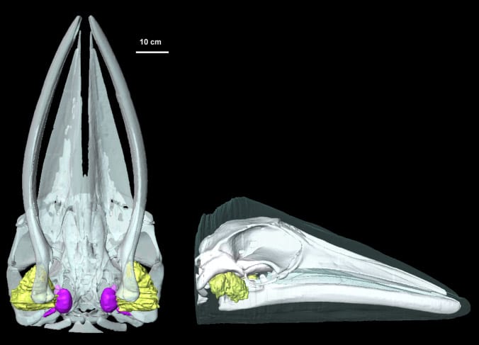 skull300_220893.jpeg