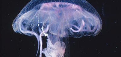 Are Jellyfish Populations Increasing?