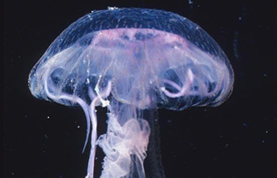 Are Jellyfish Populations Increasing?