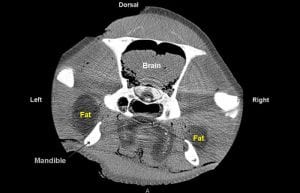 Fats In Whales' Heads May Help Them Hear