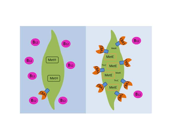 CBA1_schematic_350_228373.jpeg