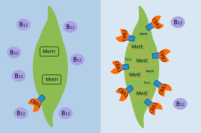 Marine algae & B12