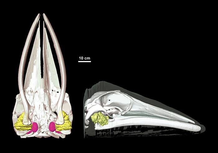 Inside a Whale's Head