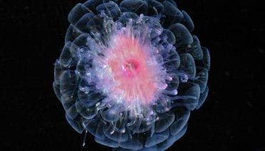 By the Siphonophore's Red Glare