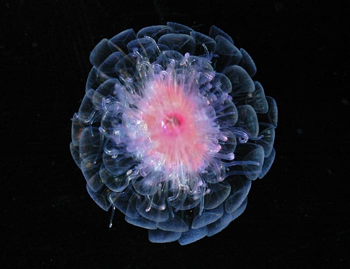 By the Siphonophore's Red Glare