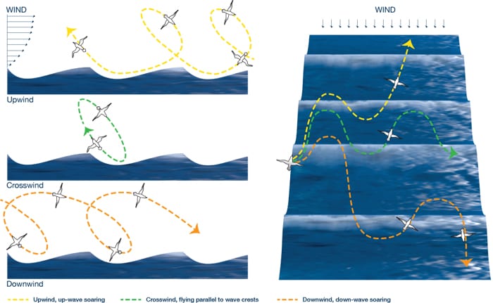 Albatross flight dynamics