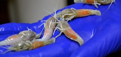 Deep-sea Vents Yield New Species