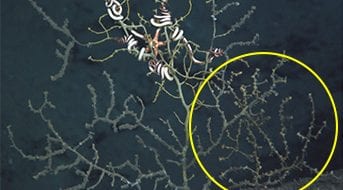 Do Oil and Corals Mix?