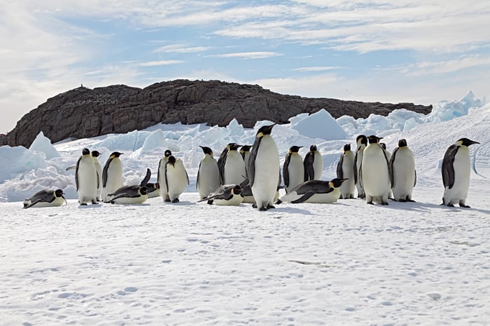 Emperor Penguins & Climate Change