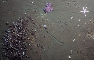 Deep-sea Detectives