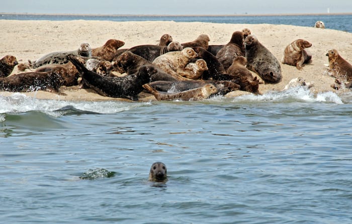 Seal Sightings