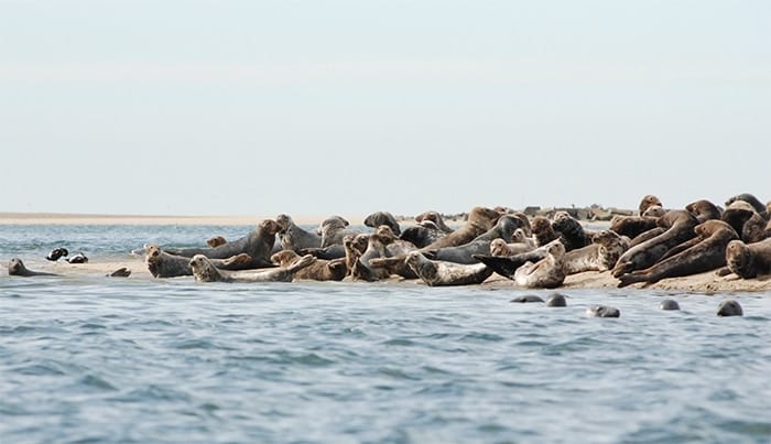 seals