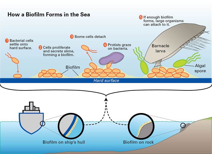 How a biofilm forms in the sea