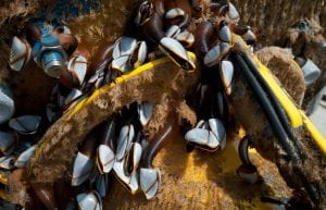 Barnacles and Biofilms