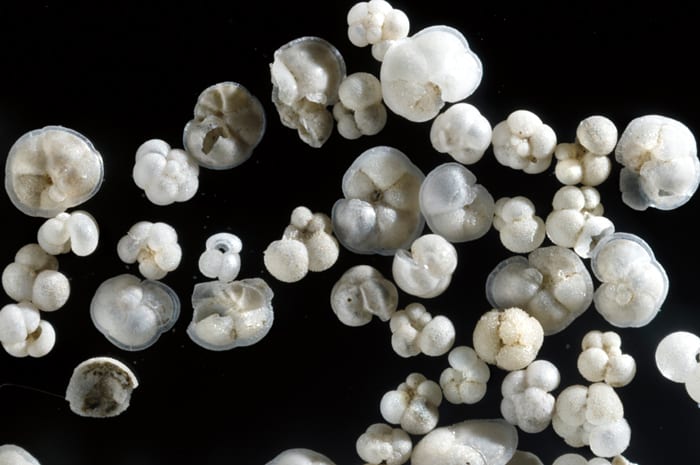 Fascinating Foraminifera