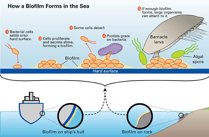 A Bite out of Biofilms