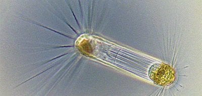 A Day in the Life of a Phytoplankter